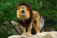 /album/photo-gallery-homepage/lion-jpg/